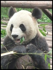 China, Chengdu, Panda, July 2012 (10)