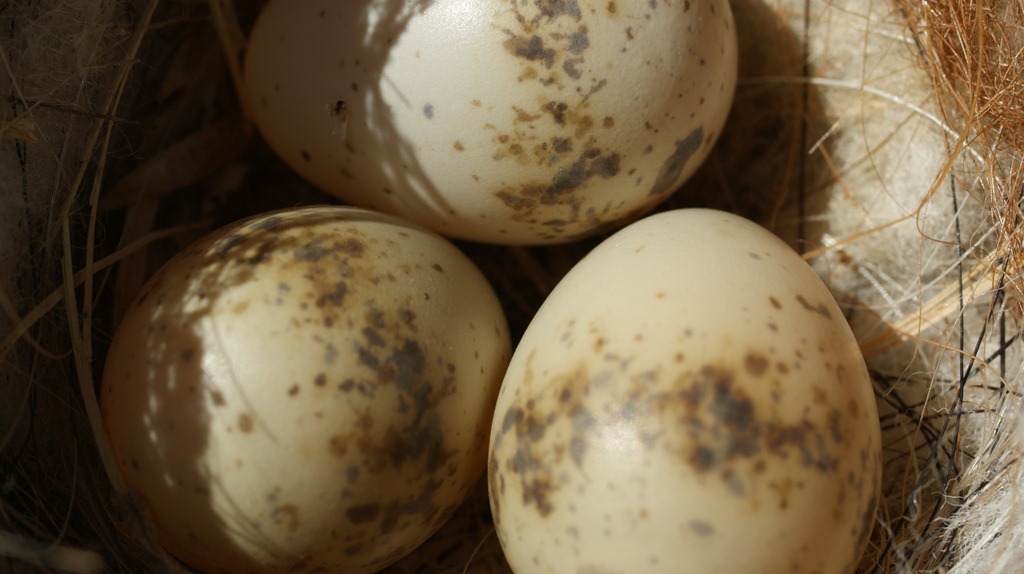 [willy-wagetail-eggs-0073.jpg]