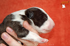 7 days old