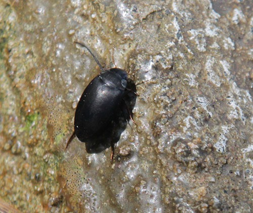 [water-beetle%255B2%255D.jpg]