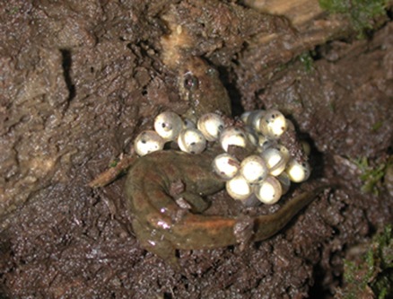 Desmognathus-eggs