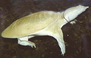 [6.ChineseSoftshelledTurtlePelodiscus%255B2%255D.jpg]