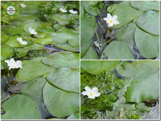 小白花的季節 (2) 小白花的季節 (2)