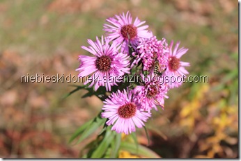 IMG_4846m IMG_4846m