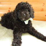 Beautiful black male Labradoodle.