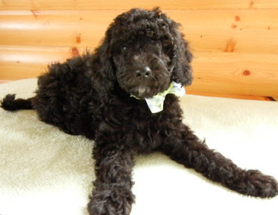 Beautiful black male Labradoodle.