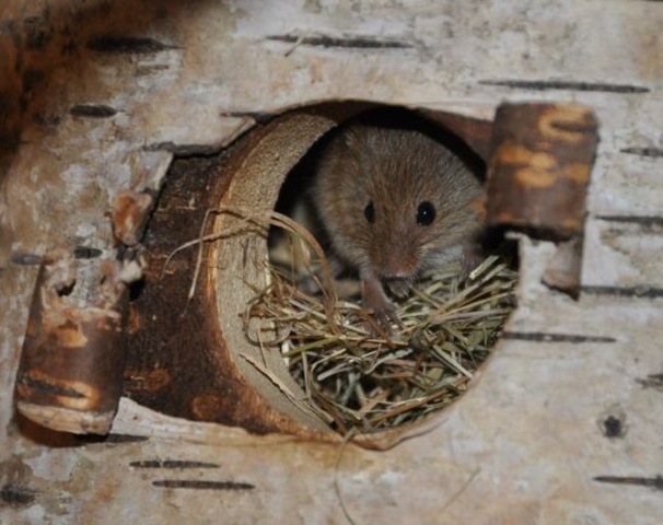 [Our%2520first%2520babies%2520-%252016%2520June%252010%2520aged%2520approx%252011%2520days%2520-%2520Copy%255B5%255D.jpg]