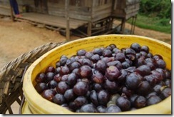 Hnahlan grapes in mizoram for wine
