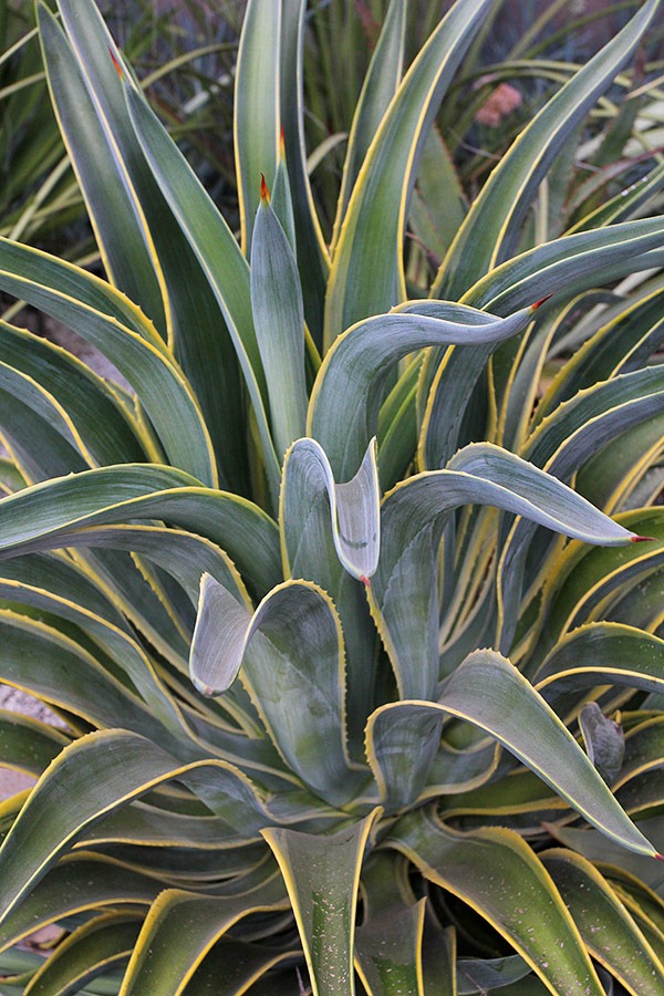 [110916_Agave-desmettiana-variegata_01%255B6%255D.jpg]