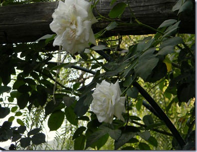 DSCN6976 DSCN6976