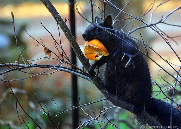 DSC_6951 DSC_6951