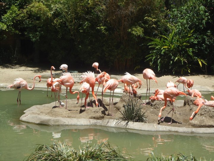[flamingoes%255B4%255D.jpg]