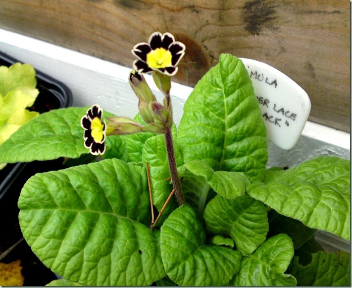 Primula Silver Lace Black Primula Silver Lace Black
