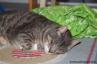 Katt som sover