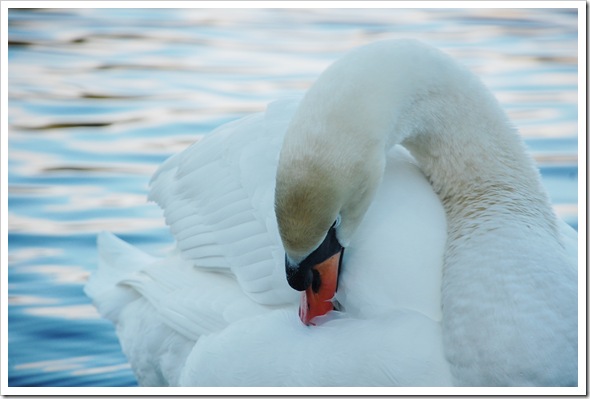 MUTE SWAN 2