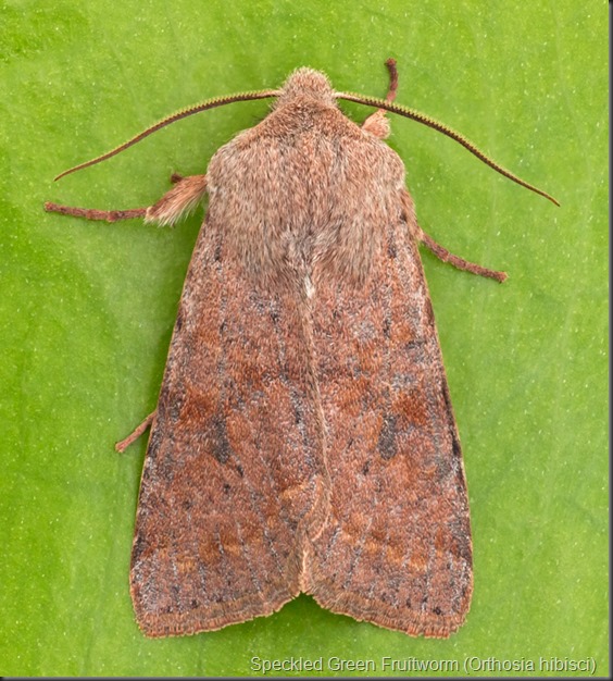 Orthosia hibisci 