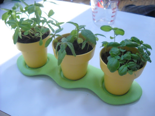 Here are the basil, zinnia, and sunflower plants we grew from the Indoor Gardening Kit. As you can see, they're doing very well! My son likes that they're his to care for, and has done a great job watering and looking after them. $19.99; shop.greentoys.com Here are the basil, zinnia, and sunflower plants we grew from the Indoor Gardening Kit. As you can see, they're doing very well! My son likes that they're his to care for, and has done a great job watering and looking after them. $19.99; shop.greentoys.com