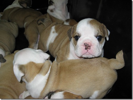 Bulldog pups 005