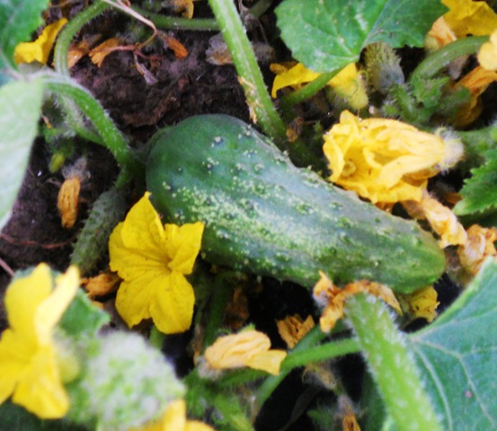 [garden2%255B3%255D.jpg]