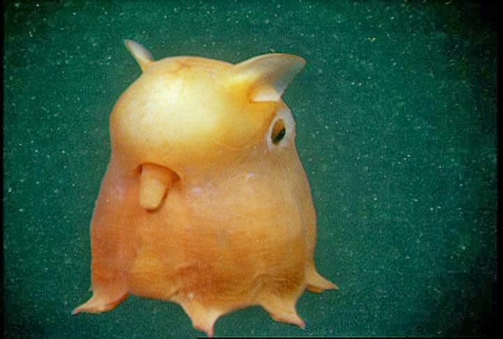 [Grimpoteuthis%255B3%255D.jpg]