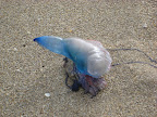 Portuguese man o' war on the beach