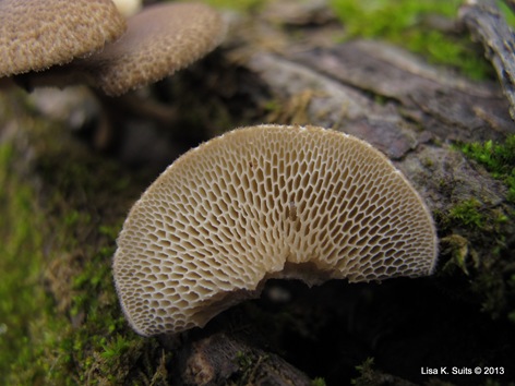 Polyporus arcularius pore surface