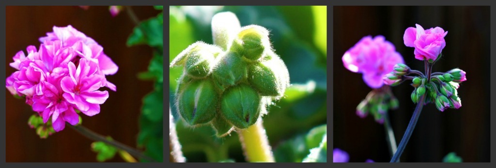 [geranium%2520collage%2520%255B17%255D.jpg]