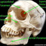 skull_foramen_labeled.JPG