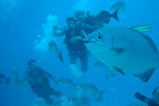 Buceo, Colombia, Suramérica Slideshow
