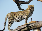 Masai Mara