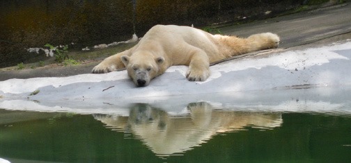 [polar-bear-bronx-zoo%255B5%255D.jpg]
