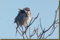 - Song Sparrow feather blowing in windROT_5732 February 09, 2012 NIKON D3S