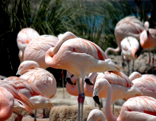 flamingo 1