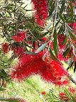 Dec 8 - Bottlebrush