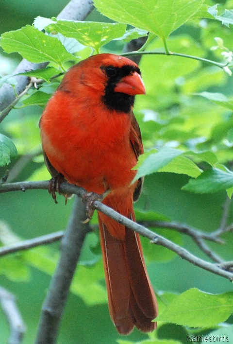 DSC_0179 male cardinal-kab