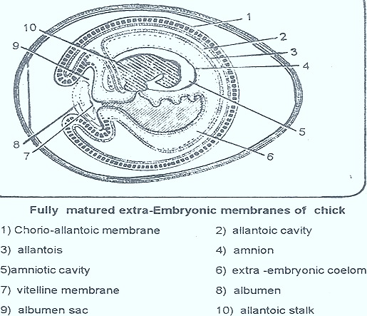 FOETAL- MEMBRANES-EMBRYONIC- CHICK