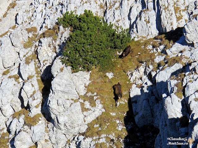Piatra-Craiului-Martoi_1621.jpg