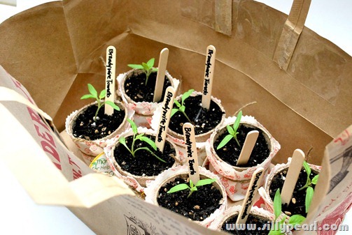 SeedlingTeacherGift7