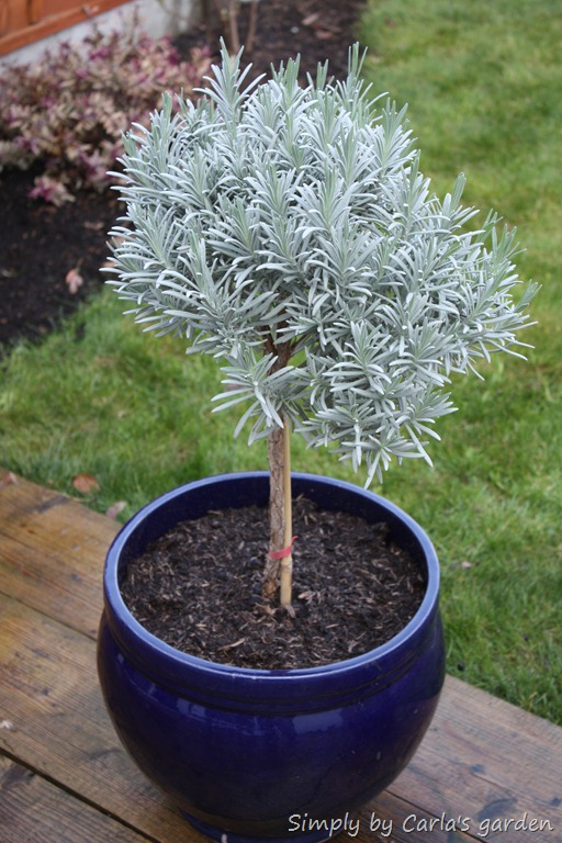 [Jardim%2520Mar%25C3%25A7o%25202012%2520013%255B14%255D.jpg]