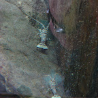 Langostas del Acuario