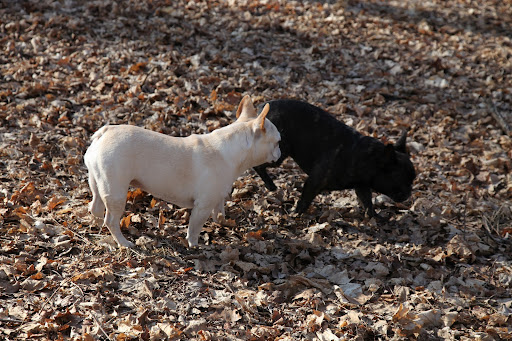 What is it, Franny?  Did you pick up the fox's scent again?  If there really is one here, we should be able to smell where he's been marking his territory.  Too bad he doesn't realize this is our territory!