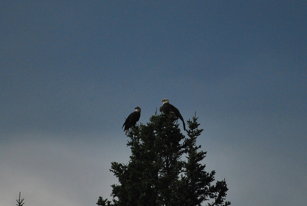 [2-eagles-sillouette-in-tree-top4.jpg]