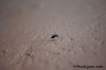 DSC_0252.JPG