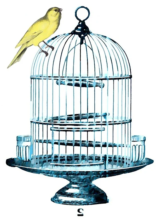 birdcage blue watercolor best transfer