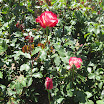 Rose Garden at the Mission 056.JPG