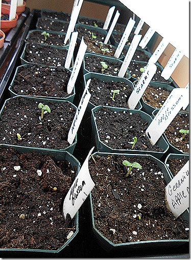 Geranium_Seedlings