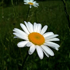 Daisy