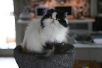 Why does it feel like we cats always have take care the dogs around here?