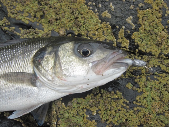 [IMG_0704%255B6%255D.jpg]