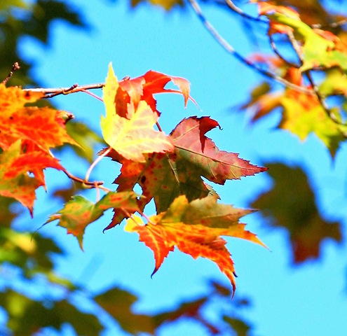 [fall%2520leaves%2520from%2520Dana%2520Moos%2520flickr%255B4%255D.jpg]